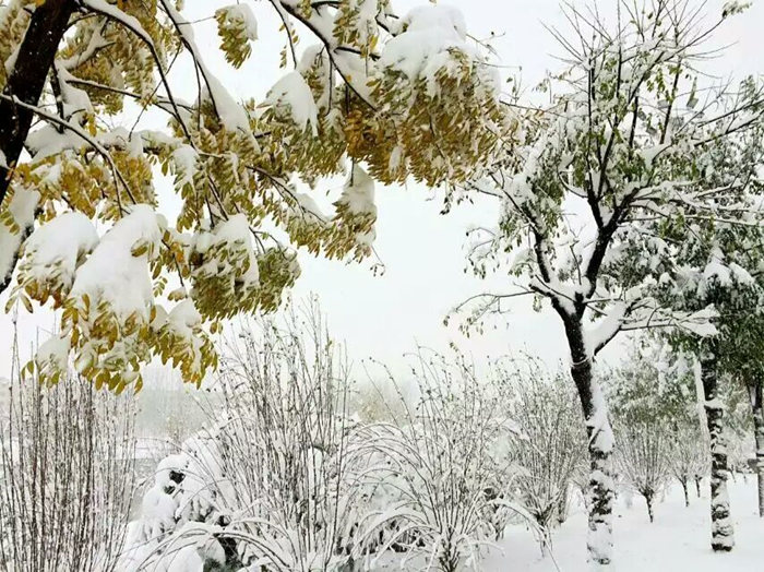 瑞雪兆豐年，踏雪沃爾華